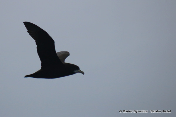 White-Chinned Petrel, South Africa